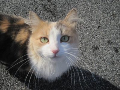 Wonderful, friendly kitty following me near Lisa + Shay in Dundalk
