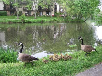 Geese + goslings among Zahra + Ranjan's wedding guests, Columbia